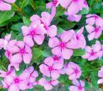  Vinpocetine, Periwinkle Extract POWDER 
